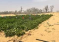 Cultivo de Hortalizas en el Desierto de Israel: Un Milagro de la Innovación