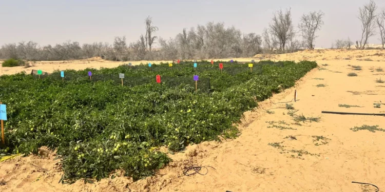 Cultivo de Hortalizas en el Desierto de Israel: Un Milagro de la Innovación