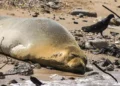 La foca Yulia se asoma por primera vez en las costas de Gaza