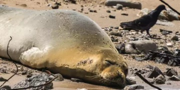 La foca Yulia se asoma por primera vez en las costas de Gaza