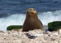 Yulia, la foca monje mediterránea, reaparece en una playa israelí