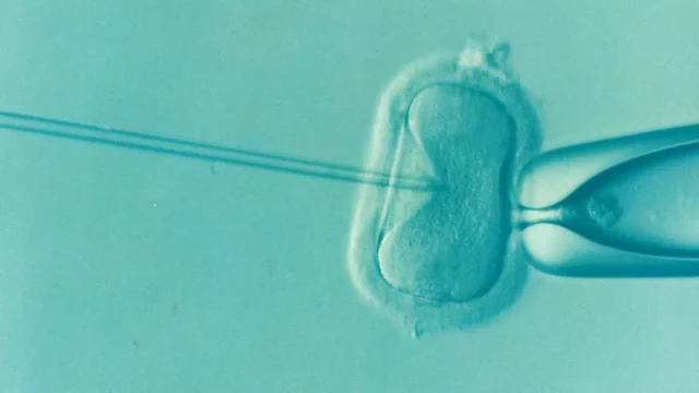 Tribunal ordena que niña concebida por error en FIV quede con su madre biológica