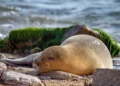 Avistamiento de foca en peligro de extinción en playa israelí