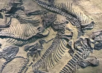 Fósiles desconocidos revelan claves del pasado marino en Gales