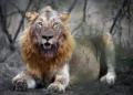 Tragedia en zoológico de Gaza: niño de 6 años devorado por león