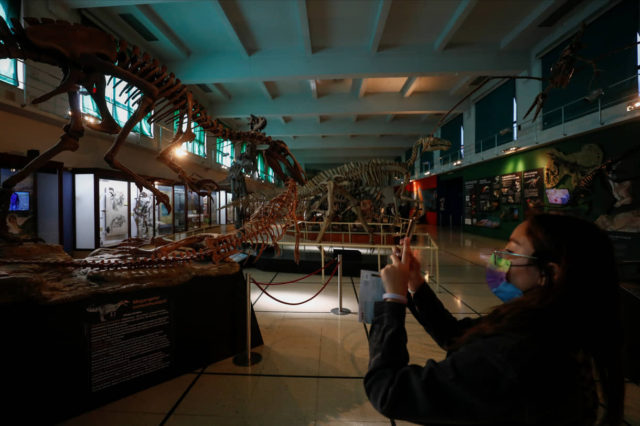 Descubrimiento de un fósil de dinosaurio de cuello largo en Argentina deslumbra a la comunidad científica