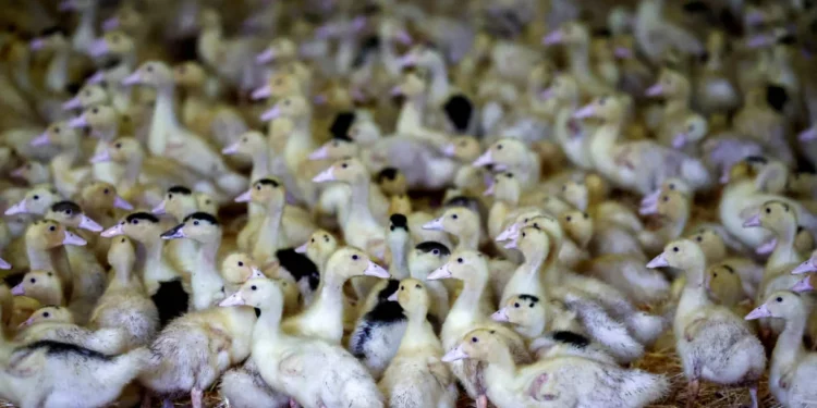 Francia confirma la vacunación contra la gripe aviar tras resultados prometedores