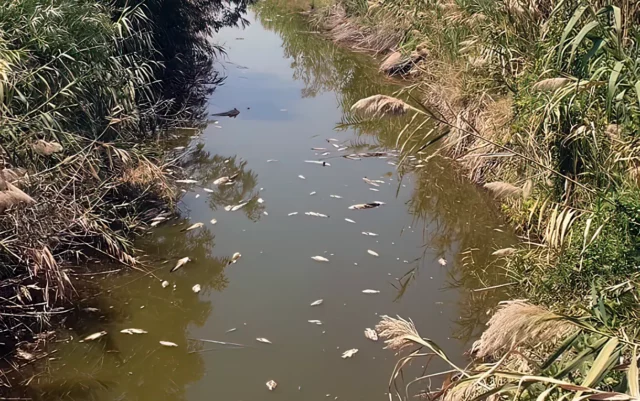 Posible envenenamiento de peces en el mar de Galilea bajo investigación