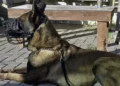 Perro antiterrorista cae en operación en Nablus