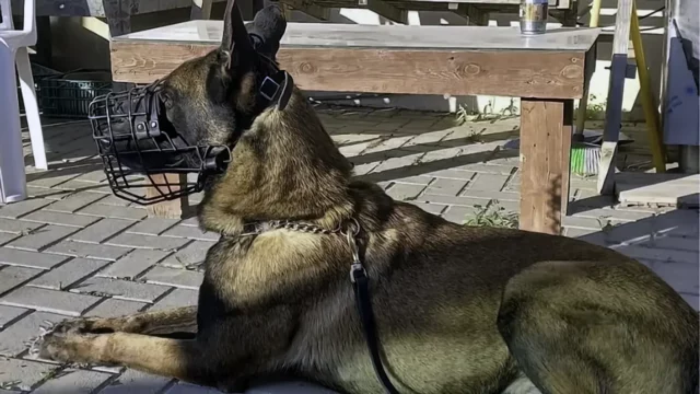 Perro antiterrorista cae en operación en Nablus