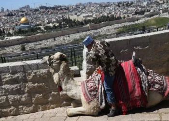 Turista canadiense es mordida por camello en Jerusalén