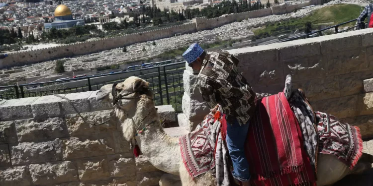 Turista canadiense es mordida por camello en Jerusalén