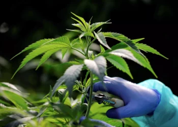 Médicos de Israel podrán recetar cannabis medicinal sin licencia para ciertas afecciones