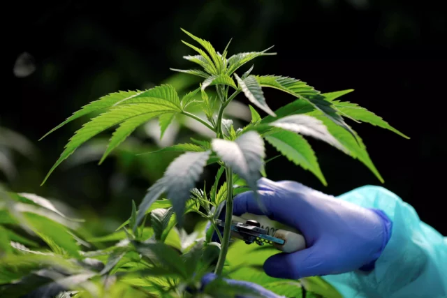 Médicos de Israel podrán recetar cannabis medicinal sin licencia para ciertas afecciones