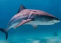 Ataque de tiburón mata a ciudadano ruso en Mar Rojo egipcio