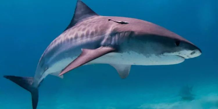 Ataque de tiburón mata a ciudadano ruso en Mar Rojo egipcio