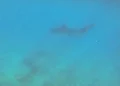 Tiburón tigre avistado en las playas de Eilat