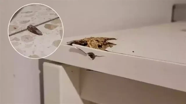 Milagro en Lod: La bala impactó en la mesa de noche