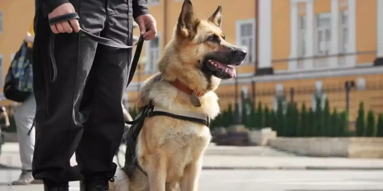 Aumenta la necesidad de perros en las fuerzas de seguridad