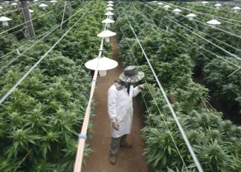 Policía de Israel incauta 137.000 plantas de cannabis