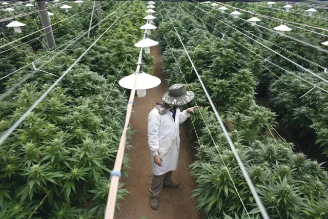Policía de Israel incauta 137.000 plantas de cannabis
