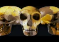 Cráneo hallado en China no se parece a ningún ser humano