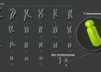 Cromosoma Y humano: Científicos publican la primera secuencia completa