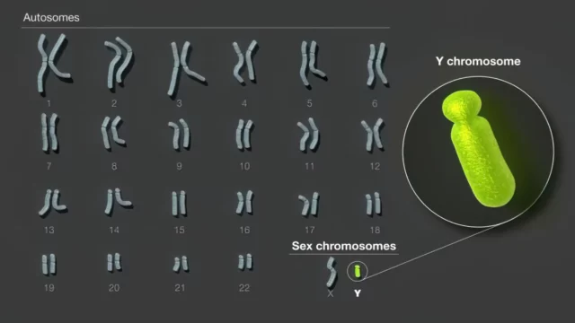 Cromosoma Y humano: Científicos publican la primera secuencia completa