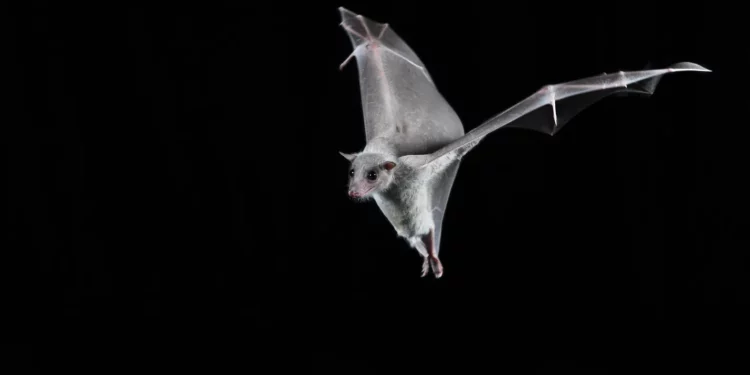 Científicos israelíes transforman murciélagos en estaciones meteorológicas