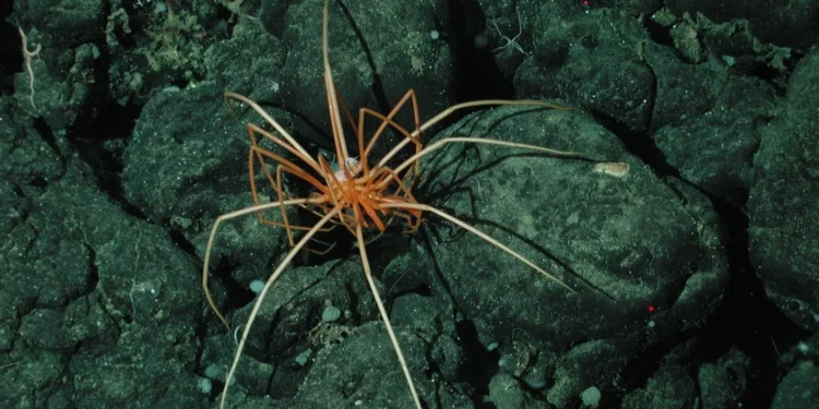 Estudio revela persistencia de arañas marinas desde el Jurásico