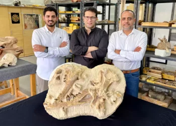 Descubren ballena extinta de 41M años en desierto egipcio