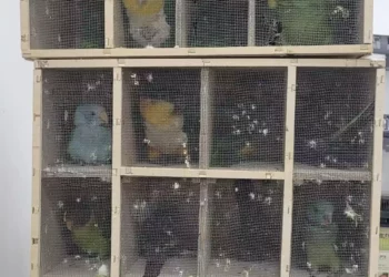 Israel frustra intento de contrabando de aves exóticas