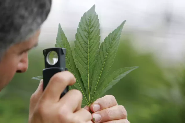 Estudio aconseja a embarazadas y conductores evitar el cannabis