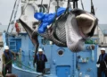 Conflicto EE. UU.-Japón por caza de ballenas tensiona pacto indopacífico