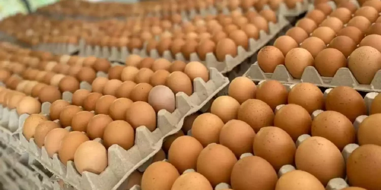 Israel frena intento de contrabando palestino de 6.000 huevos