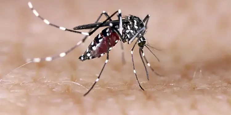 Mosquitos con el virus del Nilo Occidental en el sur de Israel