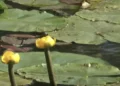 Captura de pantalla de un vídeo de nenúfares amarillos. (YouTube. Utilizado de conformidad con la Cláusula 27a de la Ley de Derechos de Autor)
