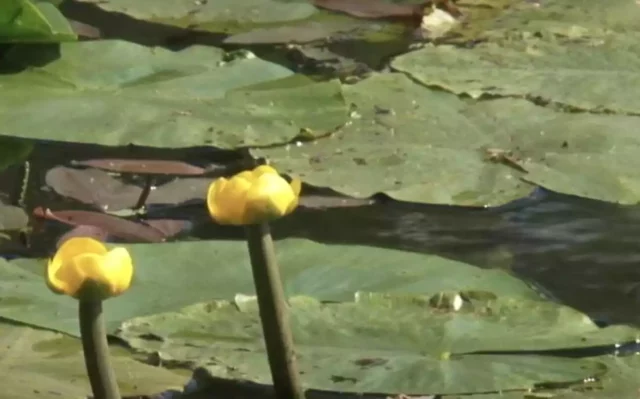 Recolector arranca ejemplar de flor en peligro de extinción