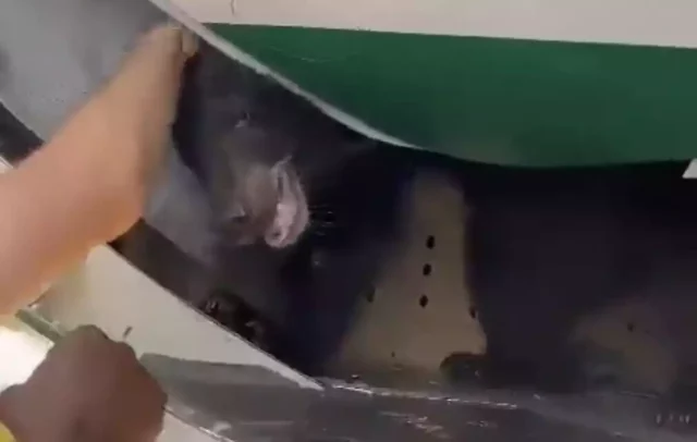 Oso escapa de jaula y retrasa vuelo en Dubái