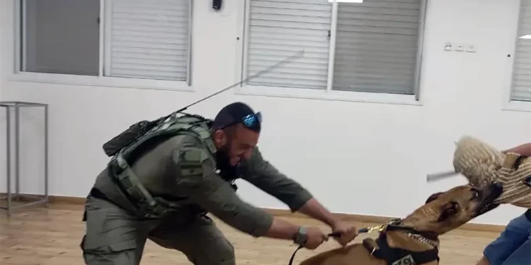 Unidad Canina de Israel lucha contra el terrorismo palestino