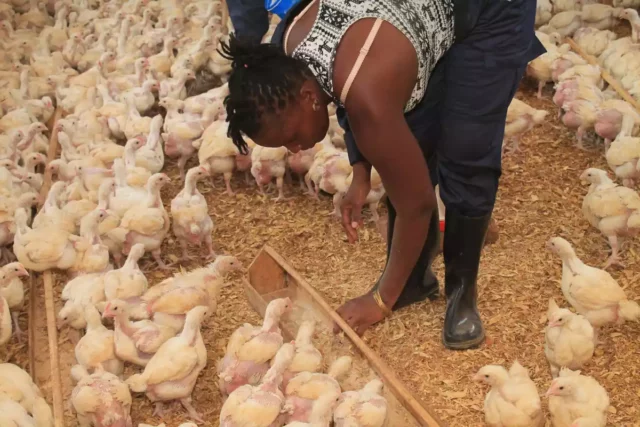 Judíos en Uganda combaten el hambre con agricultura inteligente