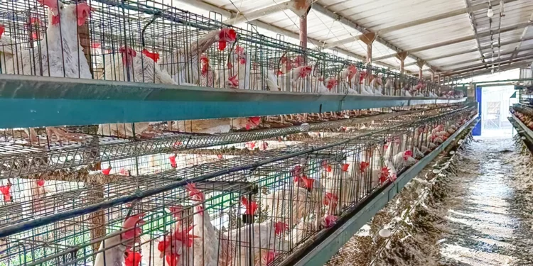 Miles de pollos mueren en Israel por ola de calor