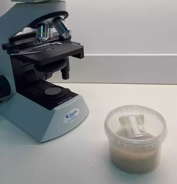 Startup israelí desarrolla envases plásticos a base de hongos