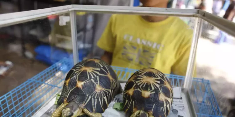 Israelí sentenciado en Madagascar por tráfico de tortugas