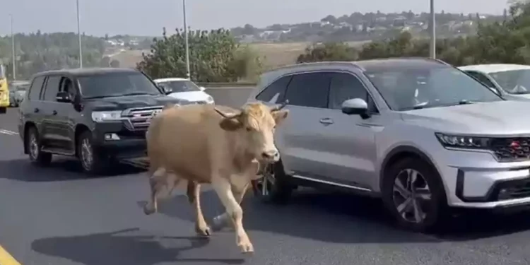 Jefe de policía persigue vaca fugitiva por carretera