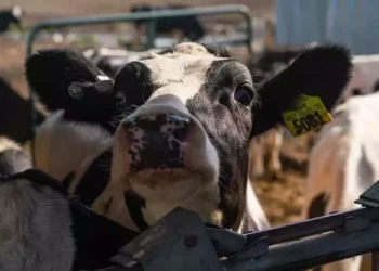 Estudio israelí: Vacas sin antibióticos producen mejor leche