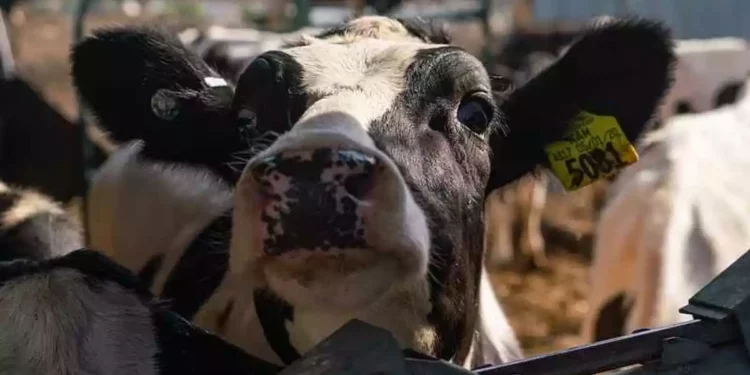 Estudio israelí: Vacas sin antibióticos producen mejor leche