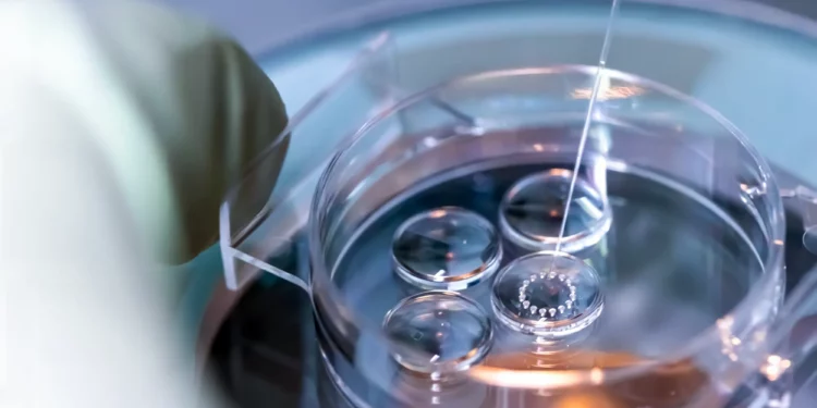 Científicos israelíes cultivan modelos de embriones humanos a partir de células madre
