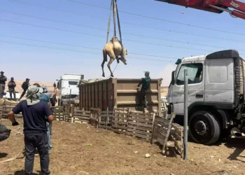 Arrestan 7 beduinos por carreras ilegales de camellos en Néguev