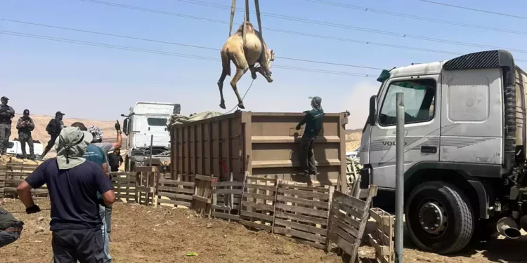 Arrestan 7 beduinos por carreras ilegales de camellos en Néguev